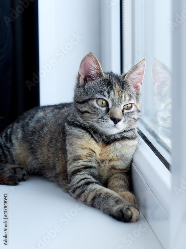A small gray cat lies on a white windowsill and looks out the window. black
