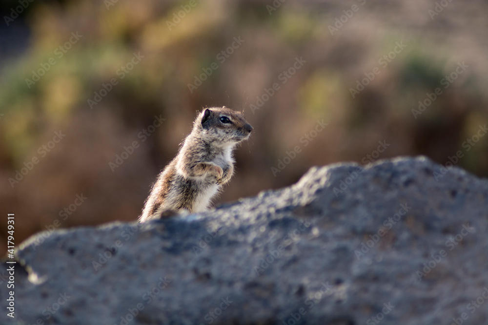 Brawn Squirrel jumping in Fuerteventura's beach (Atlantoxerus getulus) Brawn Squirrel jumping in Fuerteventura's beach (Atlantoxerus getulus)