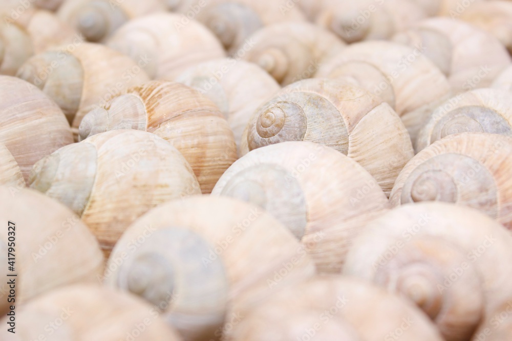 snail shells