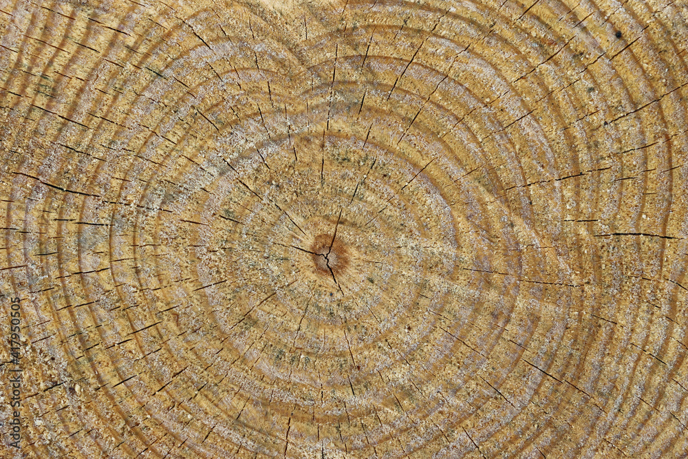 Naklejka premium Cross section of cut tree stump