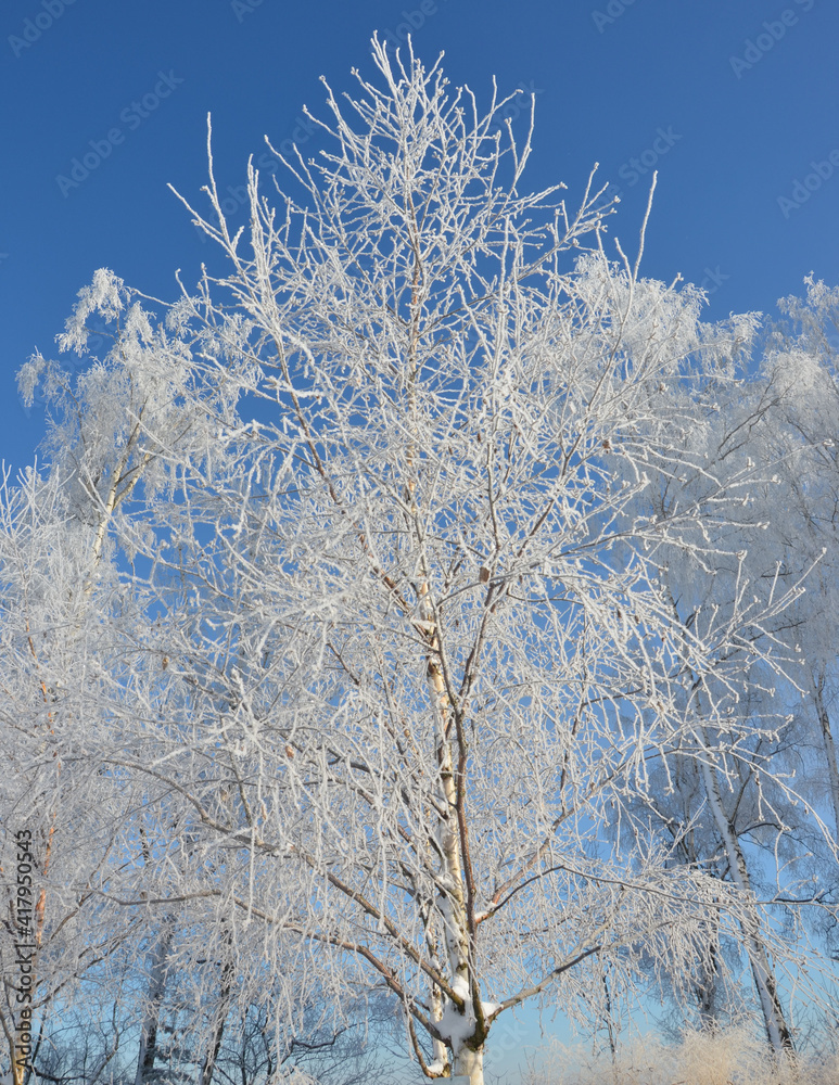 Unberührte Schneelandschaft im Park mit Raureif auf schwer hängenden Zweigen