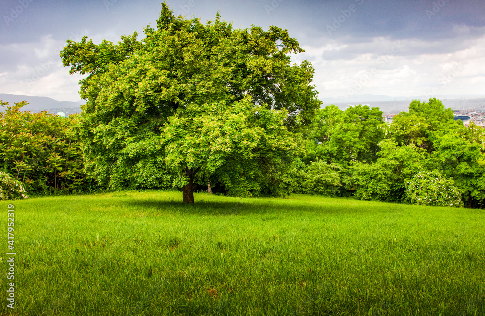 green tree on a green hill in springtime