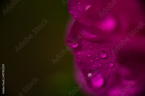 Fotografia Macro flores e Insetos ...