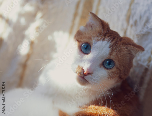 A friendly fold-eared cat with blue eyes and a dashingly curled mustache. Close-up, spots of bright sun, narrow focus. photo
