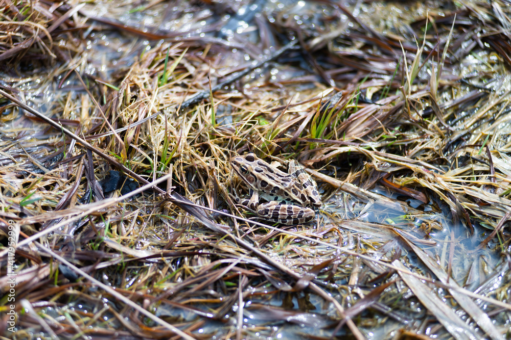 frog camouflage on a bed of grass on a river frog camouflage on a bed of grass on a river