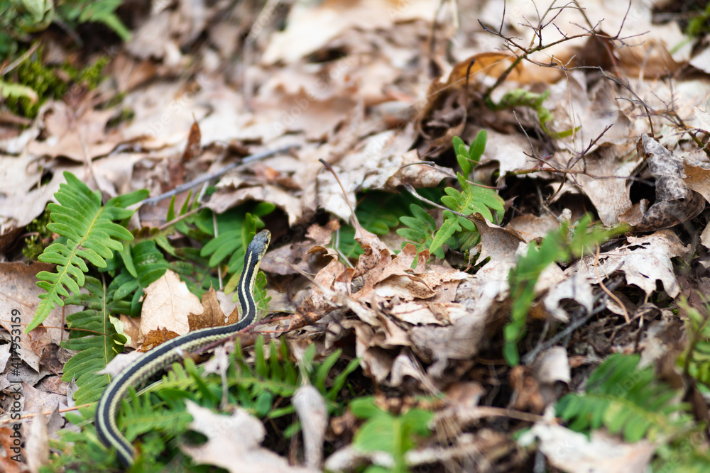 garter snake slithering on maple leafs garter snake slithering on maple leafs