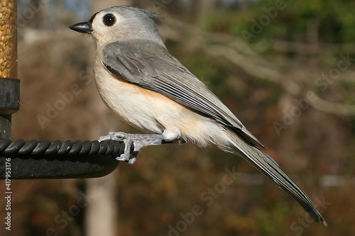 A small Tufted Titmouse perched on a bird feeder.