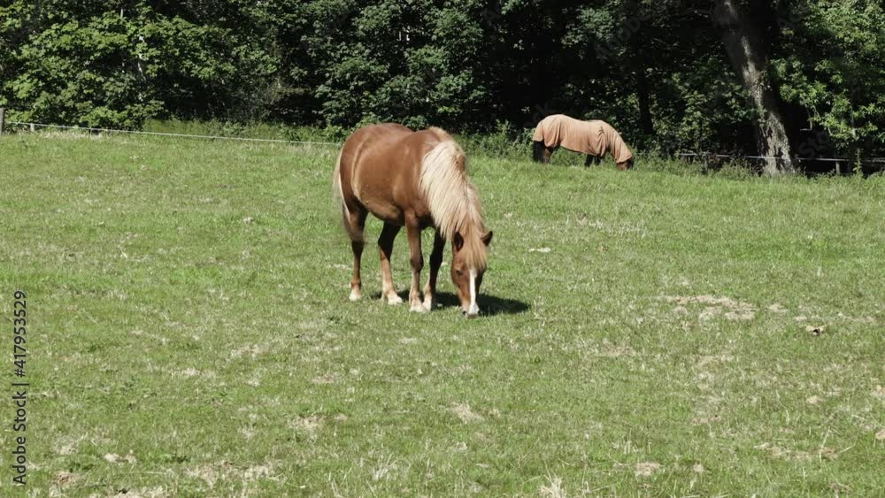 small golden brown horse eats green grass during the day on a green meadow, in the background another horse in front of a leafy forest, no persons,Video Specs: Prores 422 HQ, 4K UHD, 29.97 frames small golden brown horse eats green grass during the day on a green meadow, in the background another horse in front of a leafy forest, no persons,Video Specs: Prores 422 HQ, 4K UHD, 29.97 frames