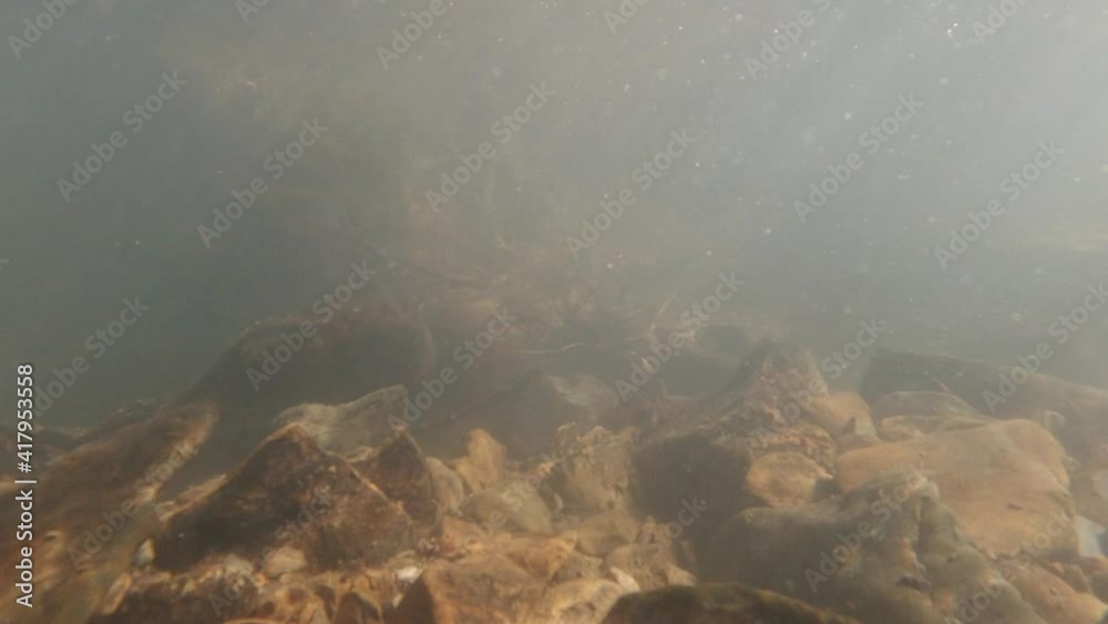 on a fast flowing stream bottom on a fast flowing stream bottom
