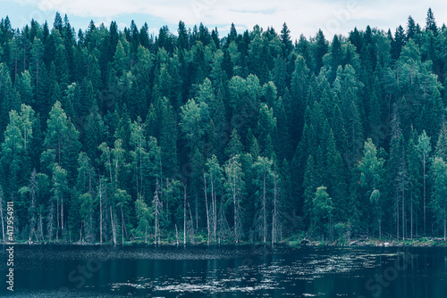 View of wild woods and idyllic lake in calm. North nature, taiga. Priozersk region Korela Russia photo