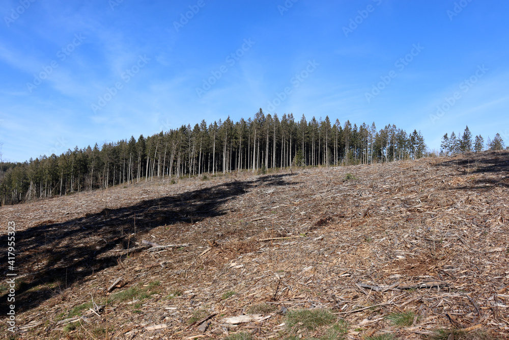Fototapeta premium Waldsterben in Belgien, gerodeter Wald in den Ardennen