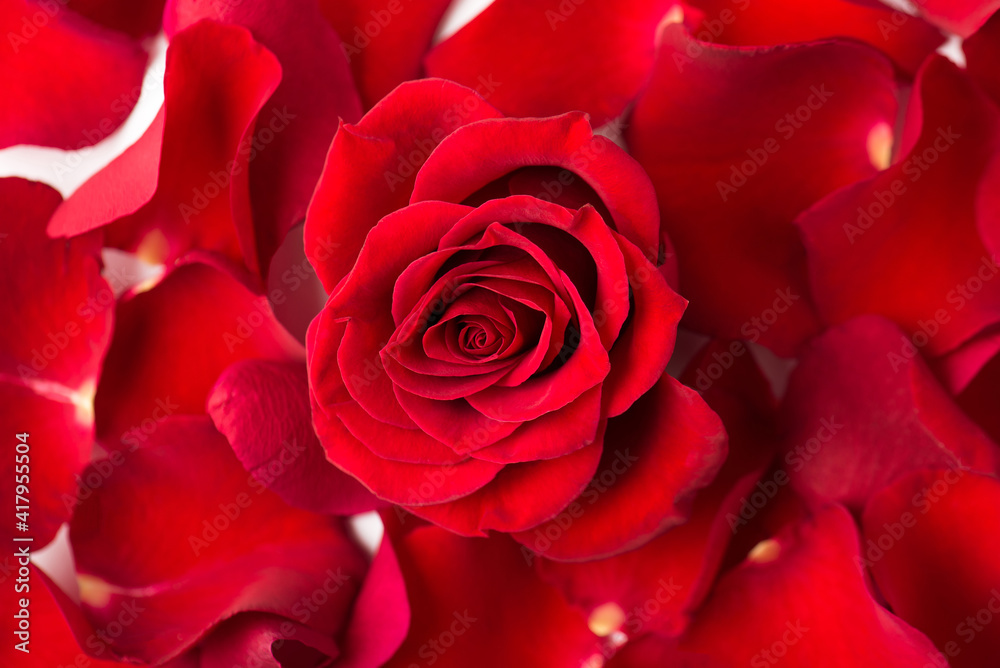Photo overhead of roses and petals isolated on the white background Photo overhead of roses and petals isolated on the white background