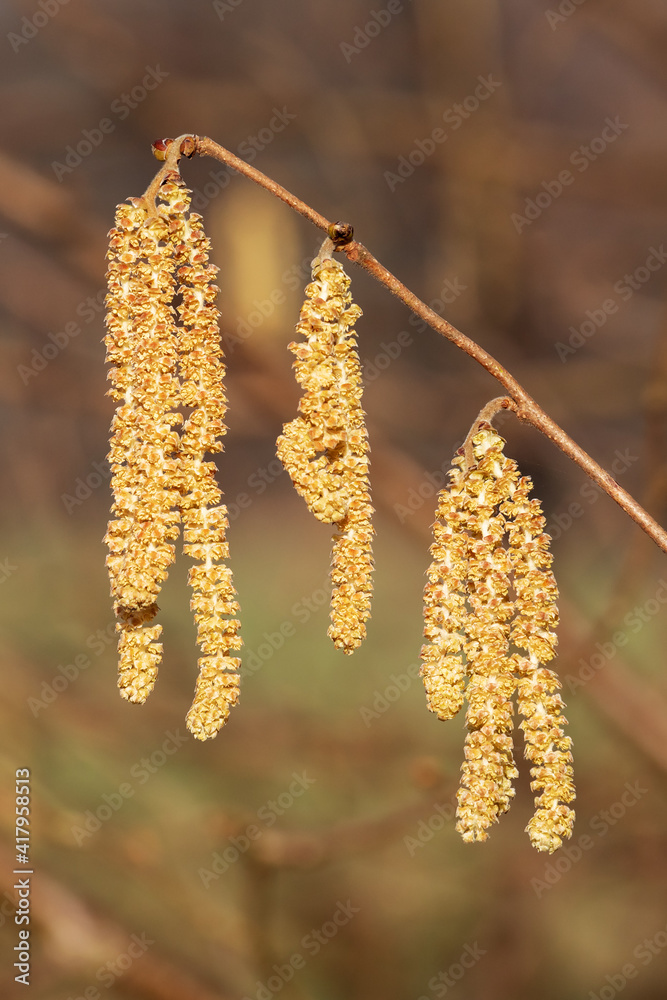 Kätzchenblüten der Gemeinen Hasel (Corylus avellana) Kätzchenblüten der Gemeinen Hasel (Corylus avellana)