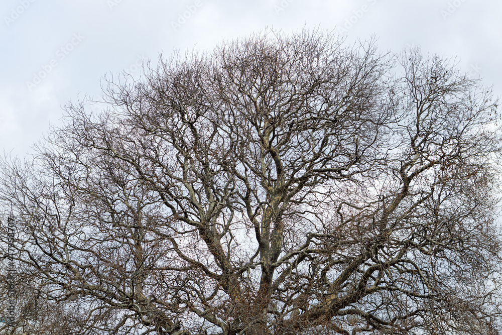 Branches of a sprawling tree against the sky. Branches of a sprawling tree against the sky.