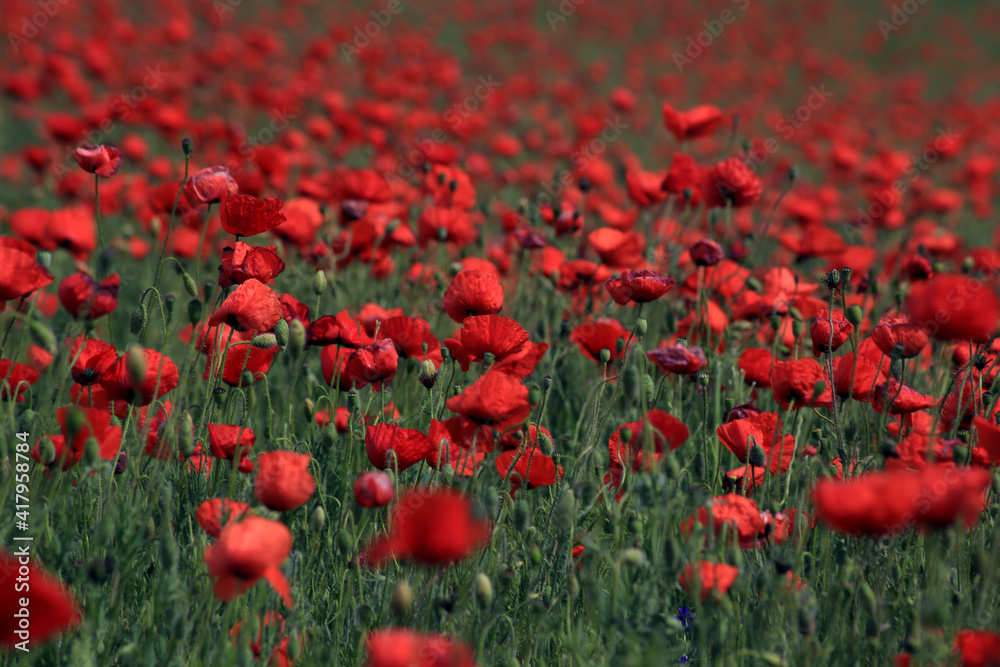 Obraz premium Abstract background with poppies in the field