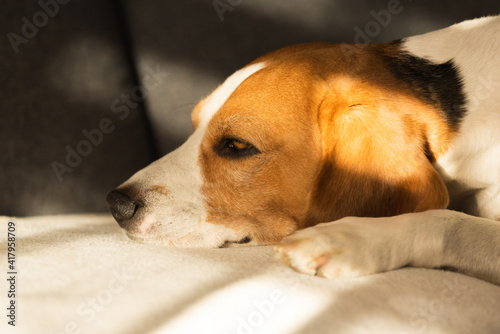 Beagle dog tired sleeps on a cozy sofa.