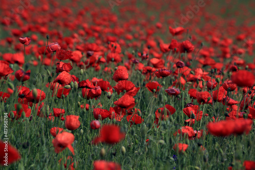 Abstract background with poppies in the field