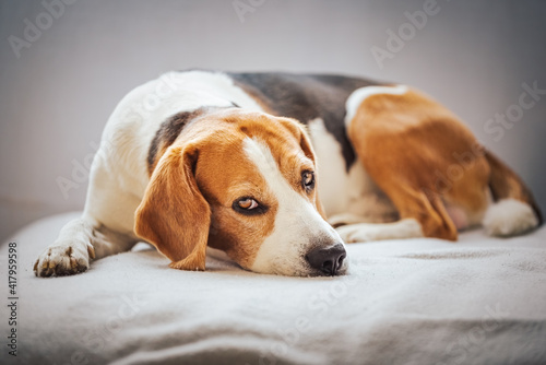 Fototapeta Naklejka Na Ścianę i Meble -  Beagle dog tired sleeps on a cozy sofa.