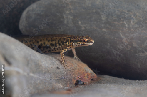 Lissotriton helveticus male photo