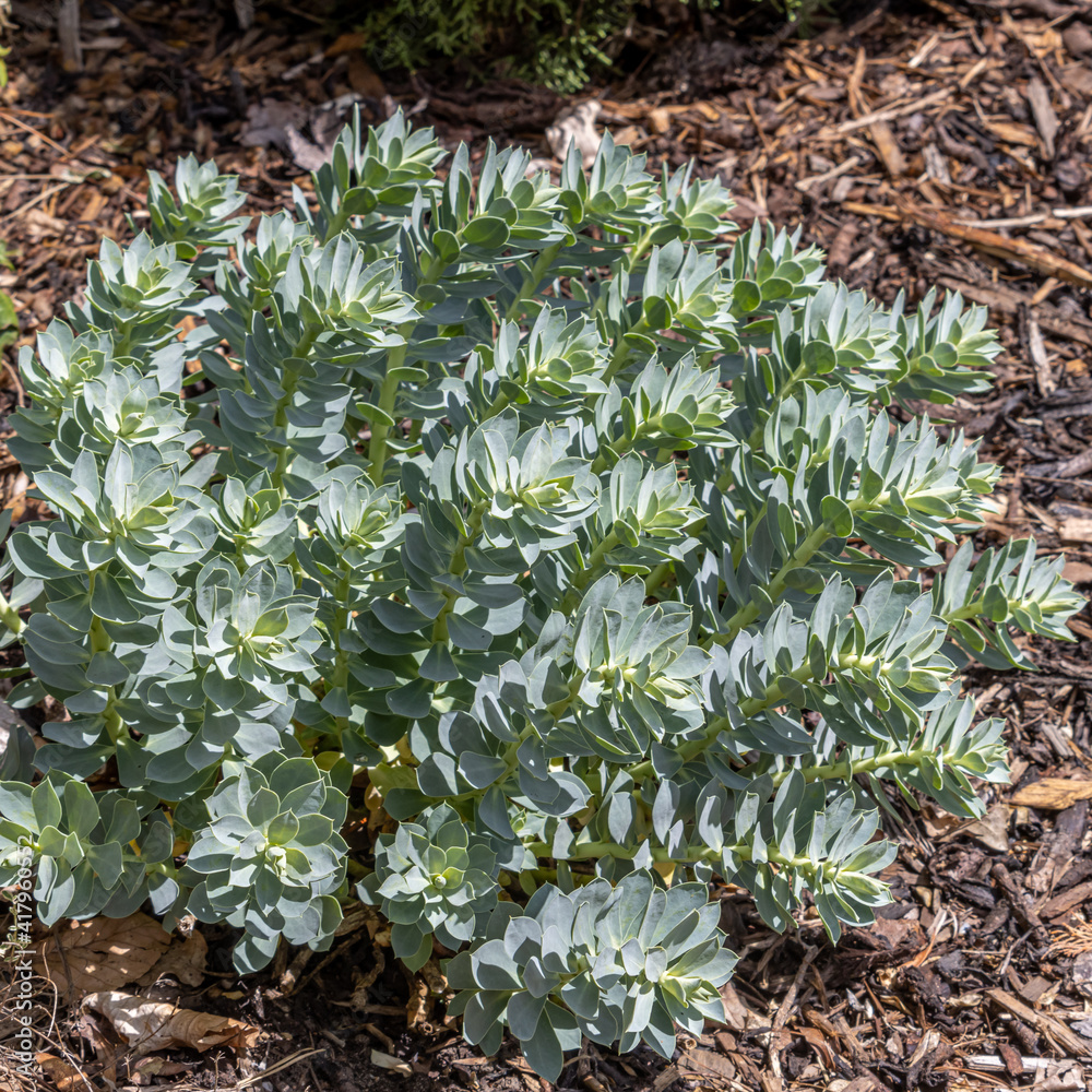 Fototapeta premium Euphorbia myrsinites in bright border