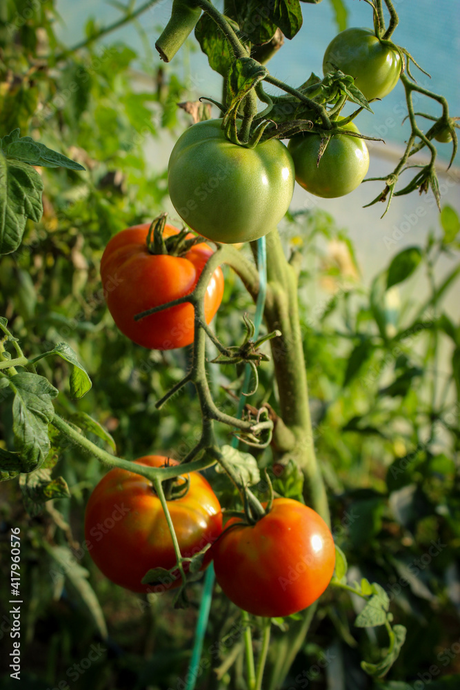 Growing tomatoes in a greenhouse. Tomato fruits.