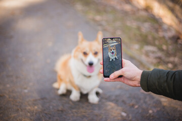 a young handsome caucasian male doing a photo of a welsh corgi pembroke dog doing a trick