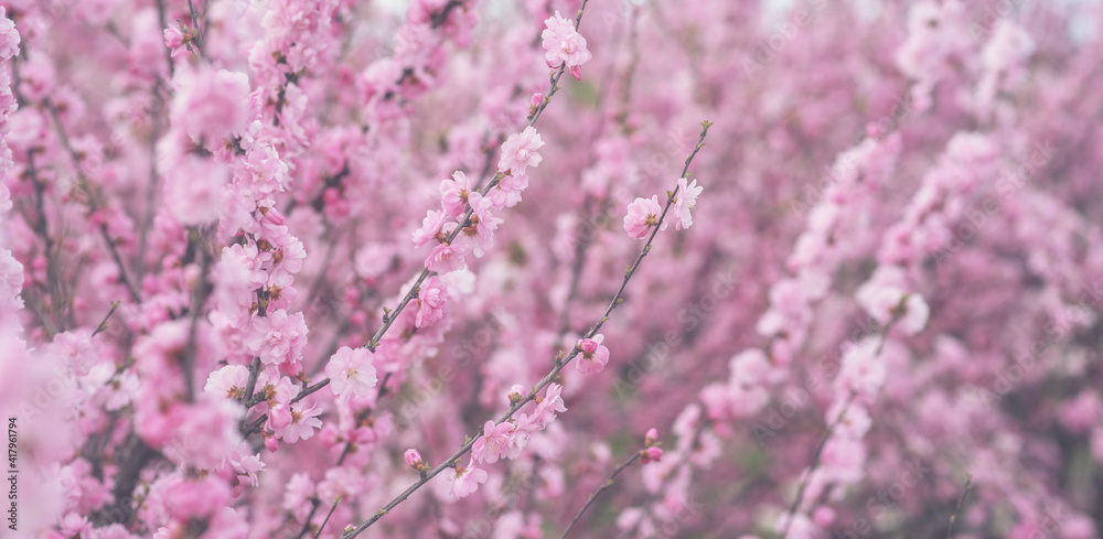 Spring blossom background. Beautiful nature scene with blooming tree. Spring flowers. Beautiful Orchard. Abstract blurred background. Springtime. Spring blossom background. Beautiful nature scene with blooming tree. Spring flowers. Beautiful Orchard. Abstract blurred background. Springtime.