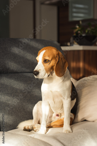 Dog resting on a sofa beagle dog sits indoors
