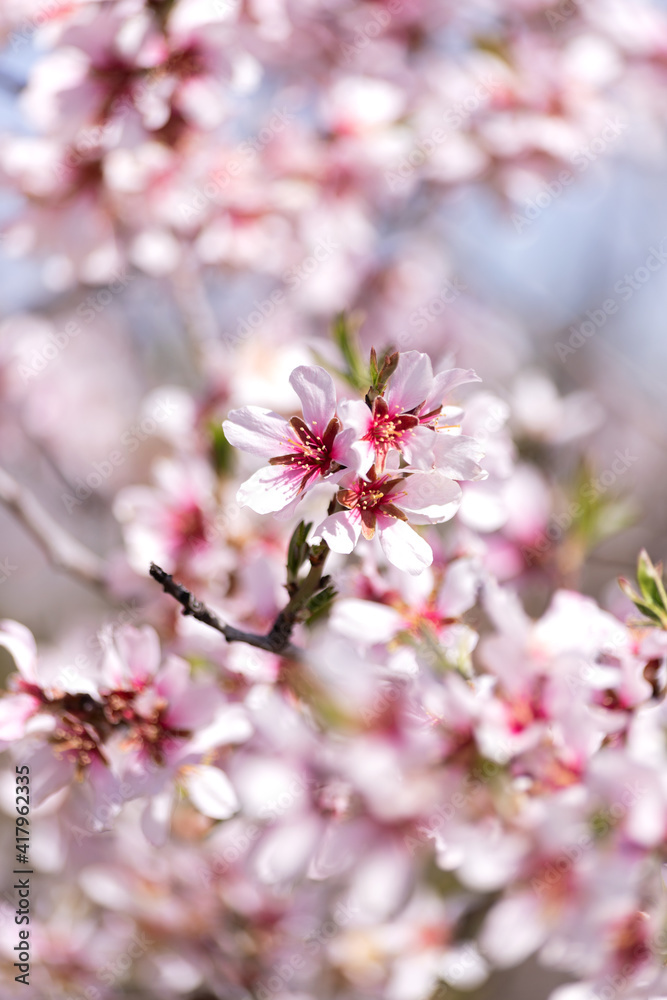 Fototapeta premium Beautiful cherry blossoms in spring