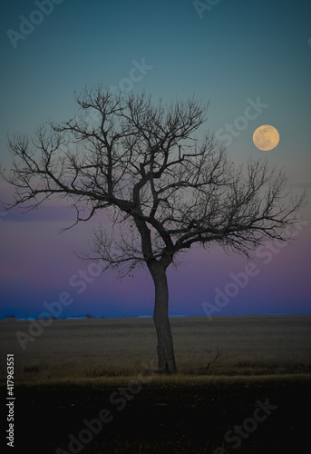 tree and moon in field © SETH