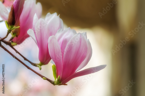 Beautiful pink Magnolia soulangeana flowers on a tree. In the spring garden, Magnolia blooms. Blooming Magnolia, Tulip Tree. Magnolia soulangeana close-up, spring background. © Екатерина Дмитренко