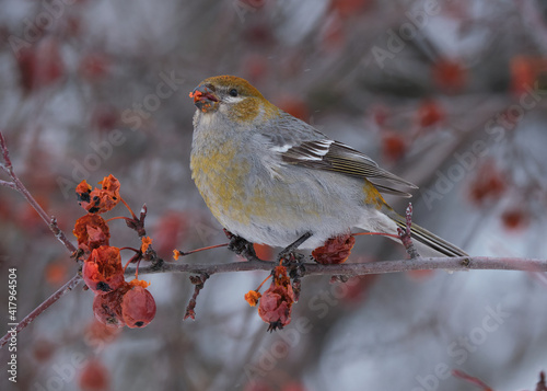 Pine Grosbeak,  Pinicola enucleator, eating berries on a winter's day