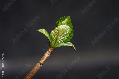 a leaf unfolds from a bud in spring