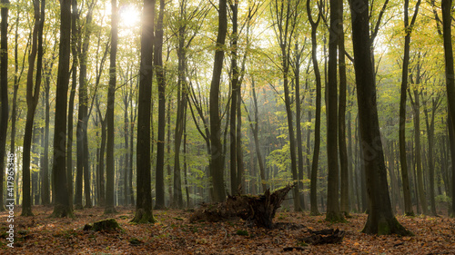Sunlight through the trees in autumn, Speulderbos Forest Reserve, Veluwe, Gelderland, Netherlands photo