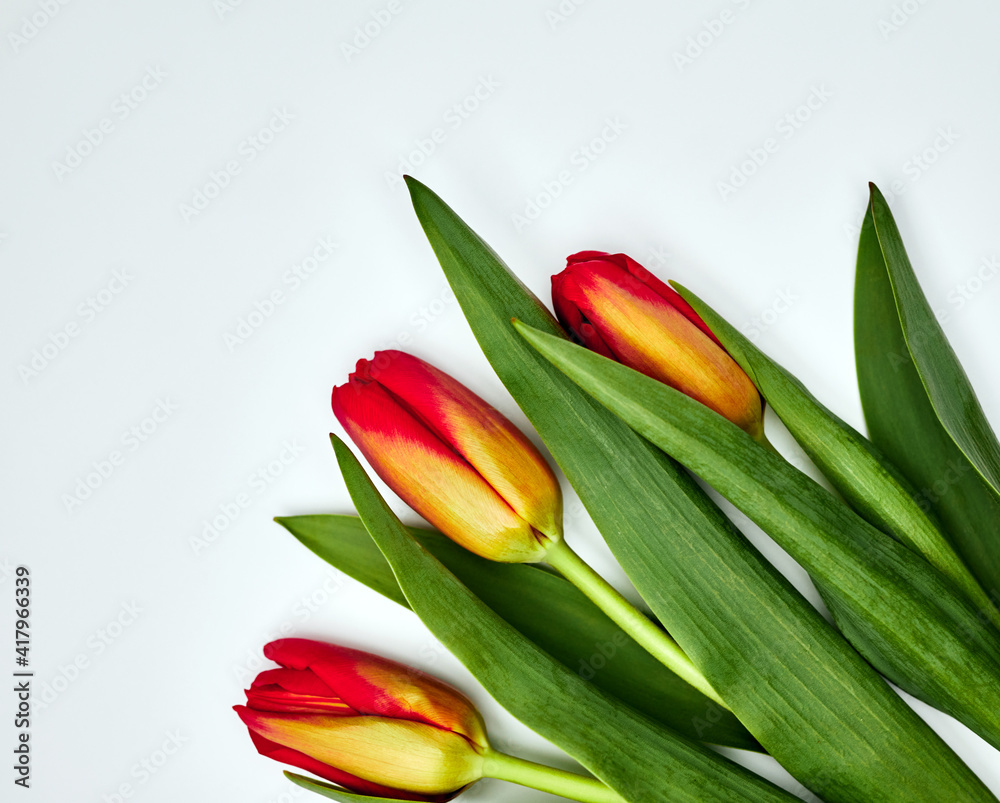 three red tulips on a light background three red tulips on a light background