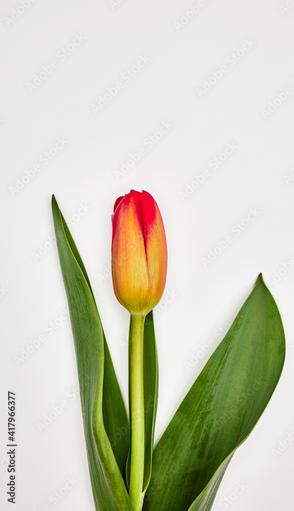 Naklejka premium one tulip on a light background front view