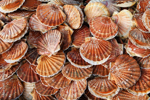 Fresh Scallops on a seafood market at Dieppe France