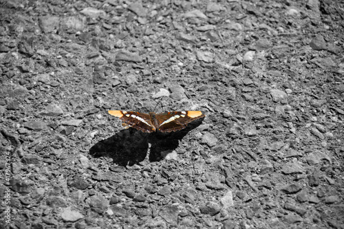 butterfly on the ground