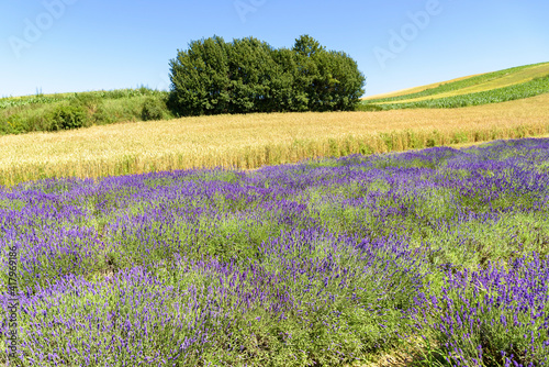Colorful landscape made of lavender and grain fields