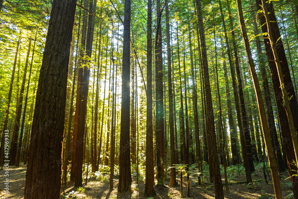 Fototapeta premium Redwood forest in spring