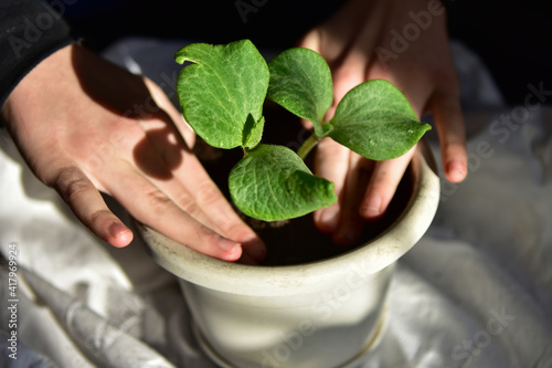 Fototapet transplanting two pumpkin sprouts in a white pot in spring
