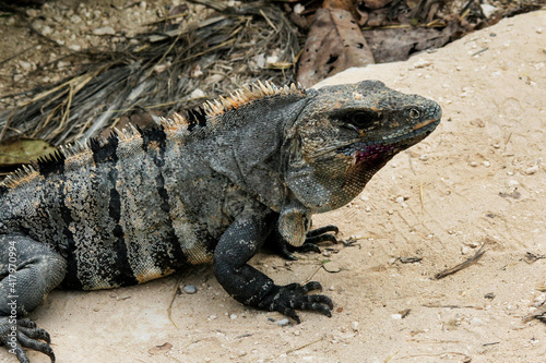 Iguana  Cozumel  Mexico