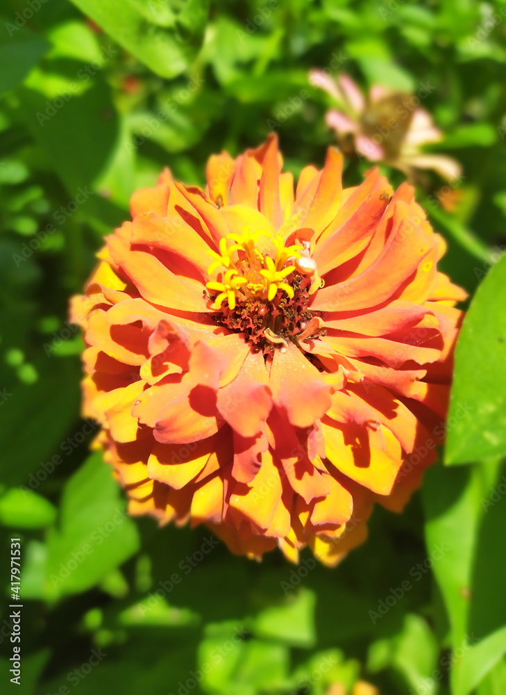 orange dahlia flower Cinia orange dahlia flower Cinia