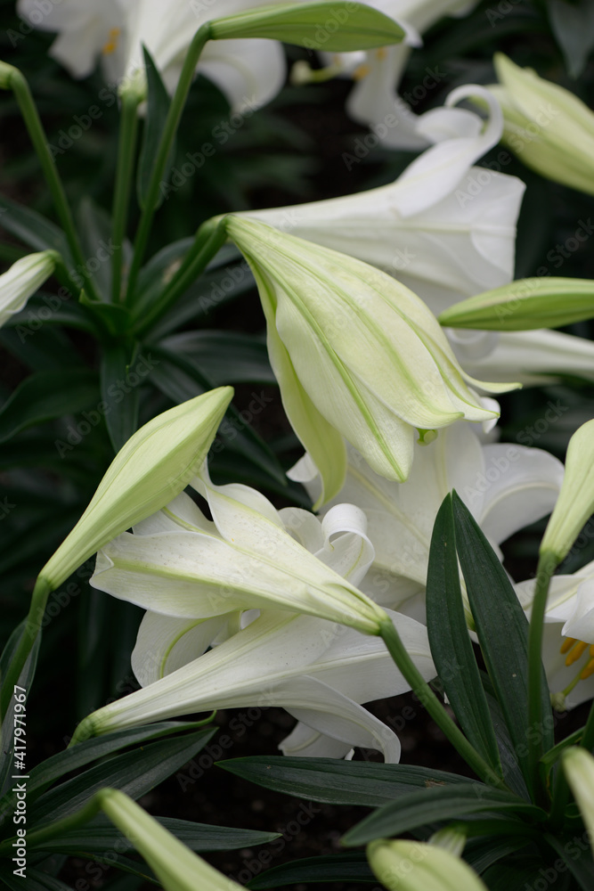 Obraz premium Easter lilies