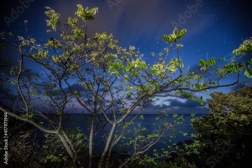 night sky and tree