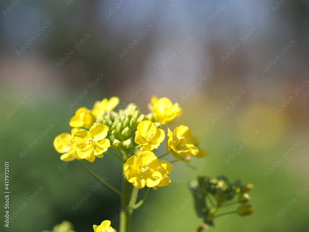 飛騨赤カブの花のアップ
