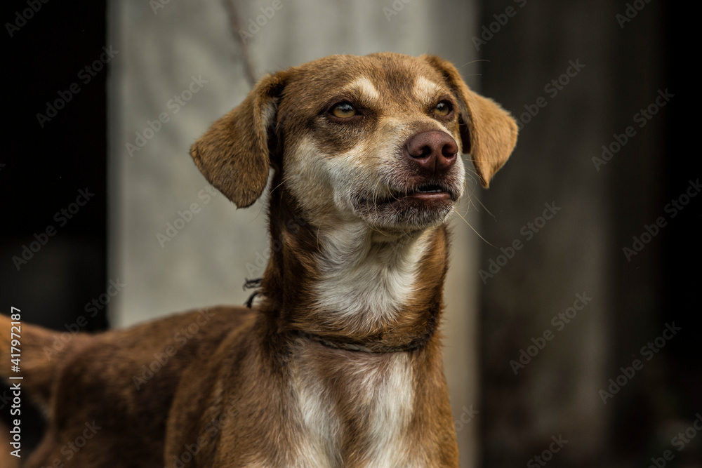 portrait of a dog portrait of a dog