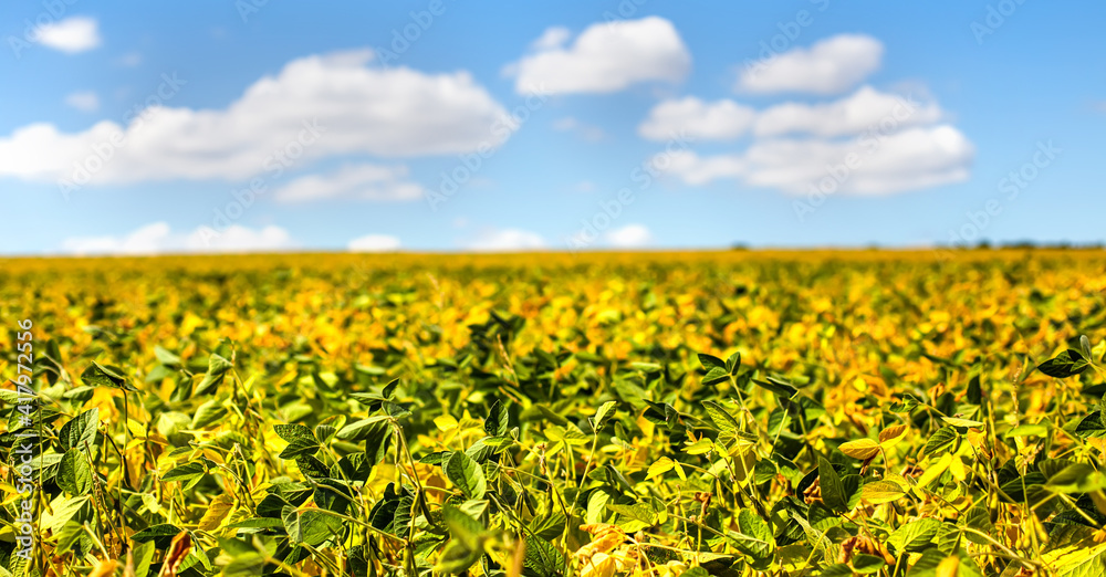 field with mature yellow soybean against blue sky with white clouds. Growing foods for vegetarians. Growing foods for vegetarians.