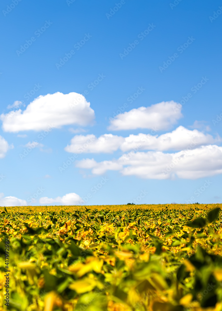 field with mature yellow soybean against blue sky with white clouds. Growing foods for vegetarians. Growing foods for vegetarians.