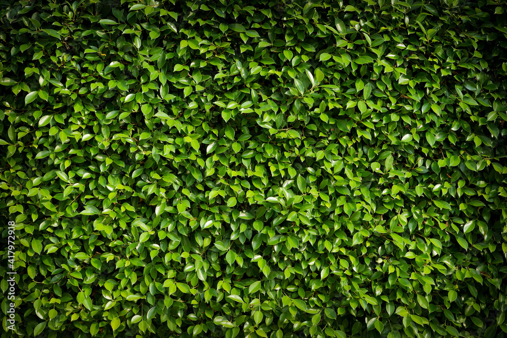 green leaf on dark for background